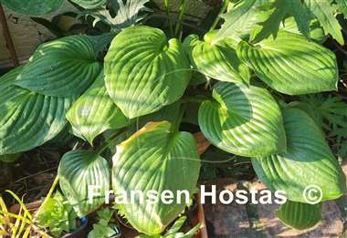 Hosta Second Wind